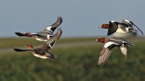 Canard siffleur