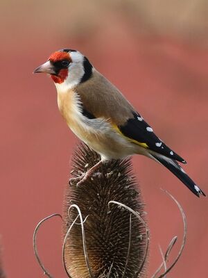 European Goldfinch