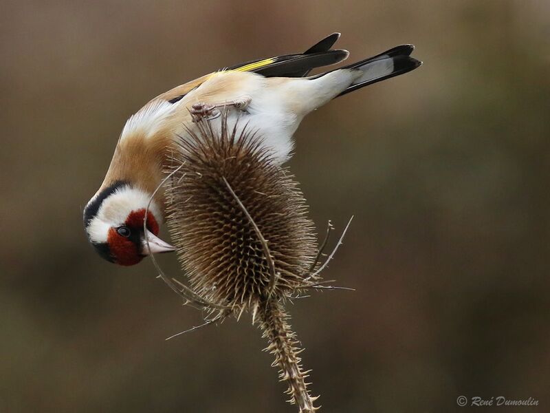 European Goldfinch male adult breeding, eats