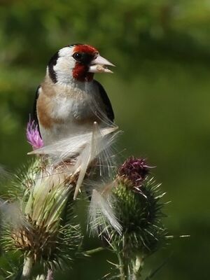 European Goldfinch