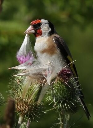 European Goldfinch