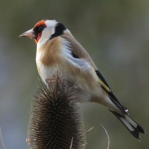 European Goldfinch