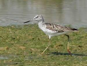 Common Greenshank 
&copy; Ren� Dumoulin