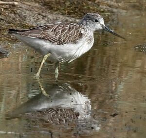 Common Greenshank 
&copy; Ren� Dumoulin