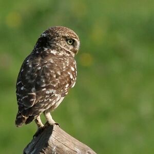 Little Owl