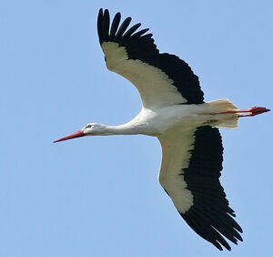 White Stork