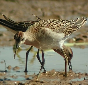 Ruff 
&copy; Ren� Dumoulin