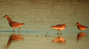 Ruff 
&copy; Ren� Dumoulin
