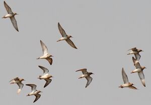 Ruff 
&copy; Ren� Dumoulin