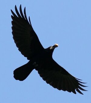 Corbeau freux