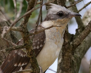 Great Spotted Cuckoo 
&copy; Ren� Dumoulin