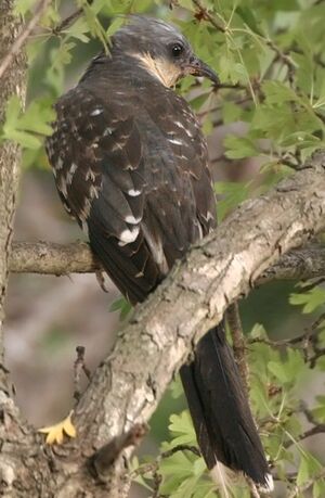Great Spotted Cuckoo 
&copy; Ren� Dumoulin