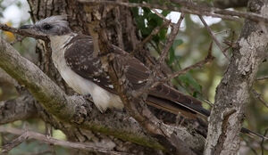 Great Spotted Cuckoo 
&copy; Ren� Dumoulin
