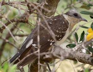 Great Spotted Cuckoo 
&copy; Ren� Dumoulin