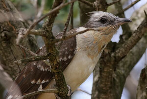 Great Spotted Cuckoo 
&copy; Ren� Dumoulin
