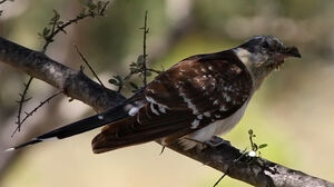 Great Spotted Cuckoo 
&copy; Ren� Dumoulin