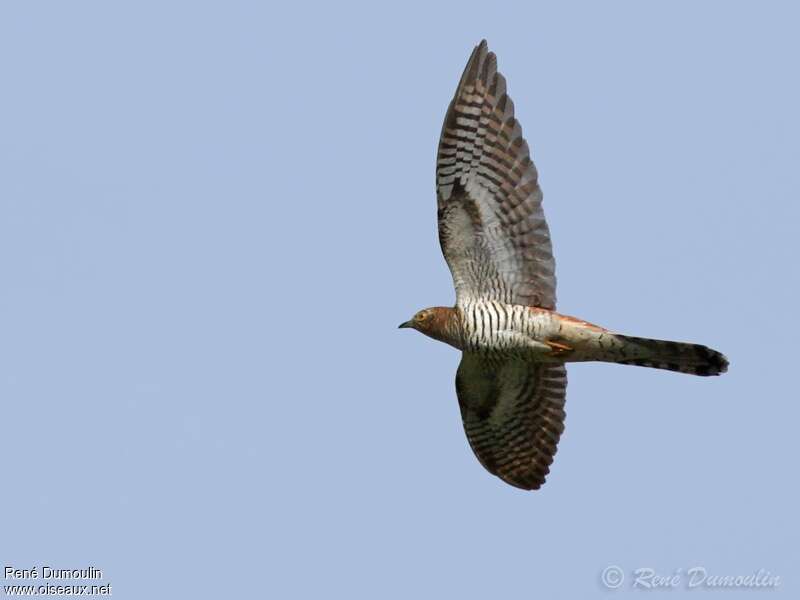 Common Cuckoo female adult, Flight