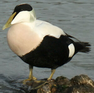 Common Eider 
&copy; Ren� Dumoulin