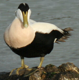 Common Eider 
&copy; Ren� Dumoulin