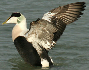 Common Eider 
&copy; Ren� Dumoulin