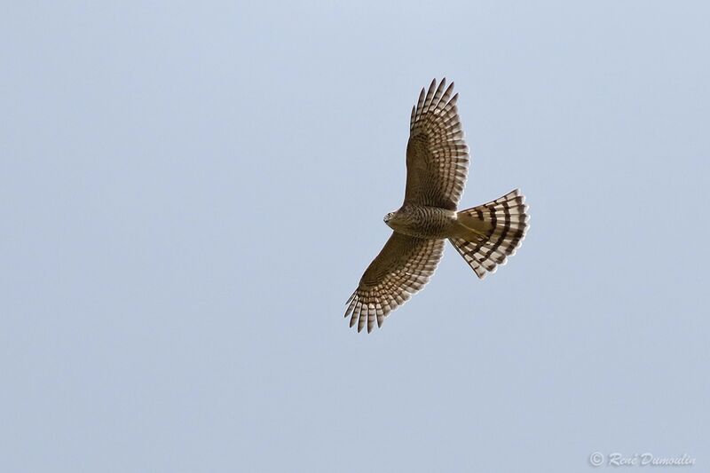 Eurasian SparrowhawkFirst year, Flight