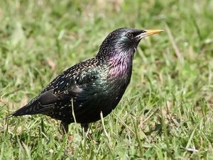 Common Starling