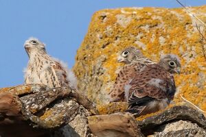 Lesser Kestrel