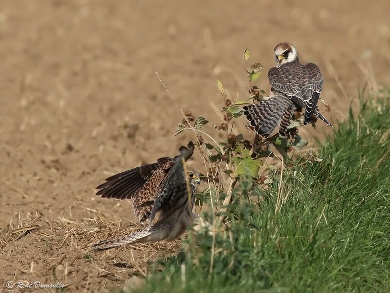 Red-footed FalconFirst year, Behaviour