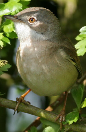 Fauvette grisette
