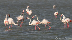 Greater Flamingo 
&copy; Ren� Dumoulin