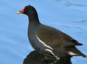 Gallinule poule-d'eau 
&copy; Ren� Dumoulin