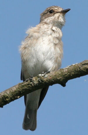 Spotted Flycatcher 
&copy; Ren� Dumoulin