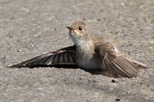 Spotted Flycatcher 
&copy; Ren� Dumoulin