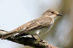 Spotted Flycatcher 
&copy; Ren� Dumoulin