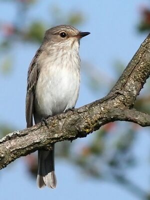 Spotted Flycatcher 
&copy; Ren� Dumoulin
