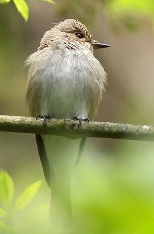 Spotted Flycatcher 
&copy; Ren� Dumoulin