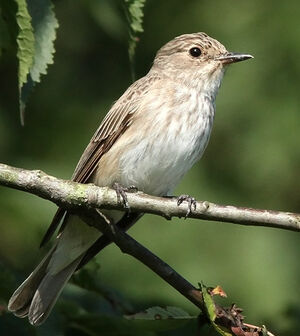 Spotted Flycatcher 
&copy; Ren� Dumoulin