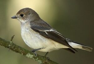 European Pied Flycatcher