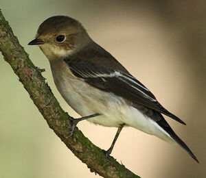 European Pied Flycatcher