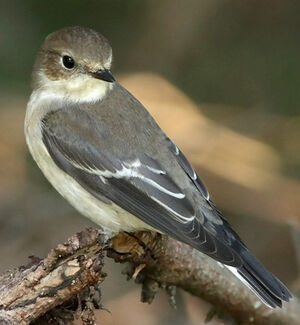 European Pied Flycatcher