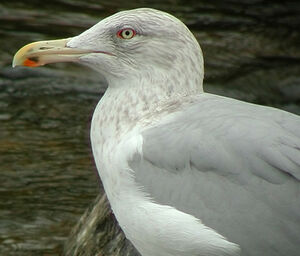 European Herring Gull 
&copy; Ren� Dumoulin