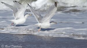 European Herring Gull 
&copy; Ren� Dumoulin