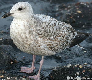 European Herring Gull 
&copy; Ren� Dumoulin