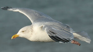 European Herring Gull 
&copy; Ren� Dumoulin