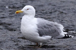 European Herring Gull 
&copy; Ren� Dumoulin