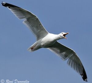 European Herring Gull 
&copy; Ren� Dumoulin