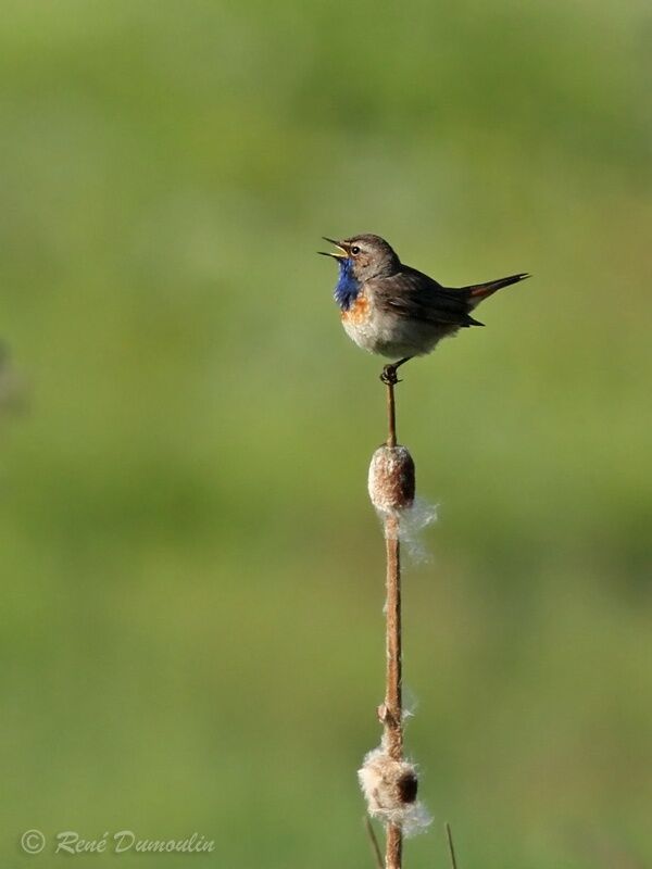 Bluethroat male adult breeding, identification, courting display, song