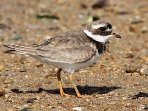 Common Ringed Plover