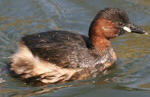 Little Grebe