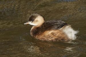 Little Grebe